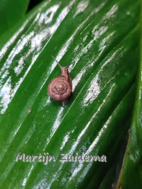 Gekielde loofslak [Hygromia cinctella]